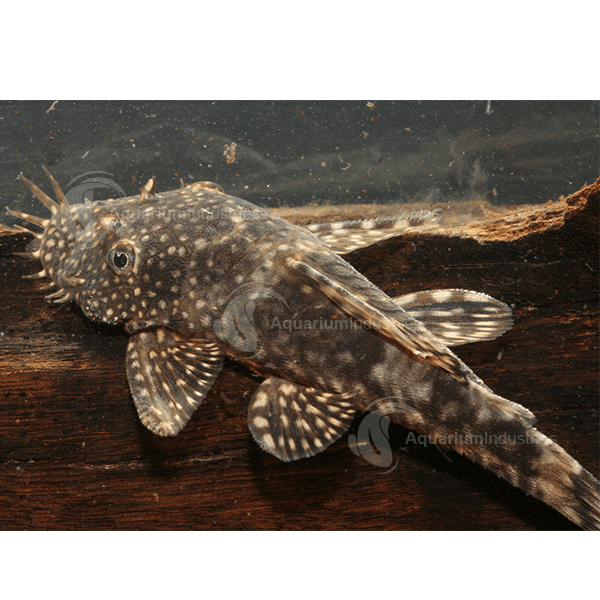 Bristlenose Catfish 3.5-4.0 cm - Nature Aquariums