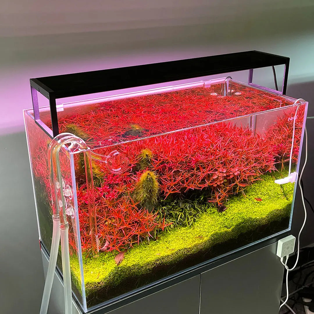Chihiros WRGB II Slim With Bluetooth – Nature Aquariums