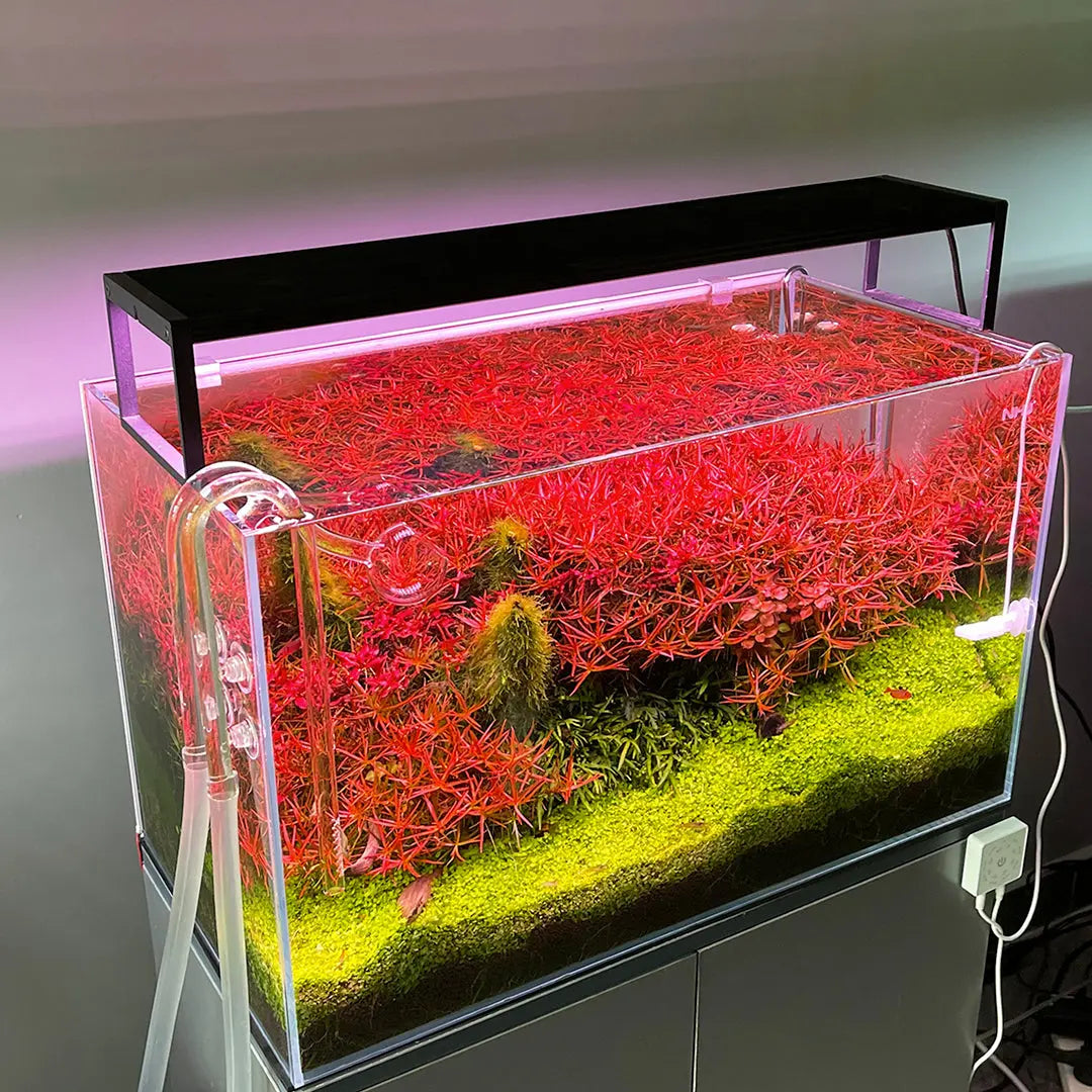 Chihiros WRGB II Slim With Bluetooth – Nature Aquariums