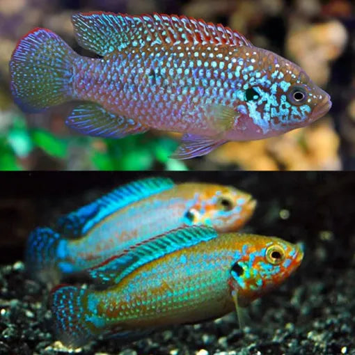 Neon Blue Jewel Cichlid