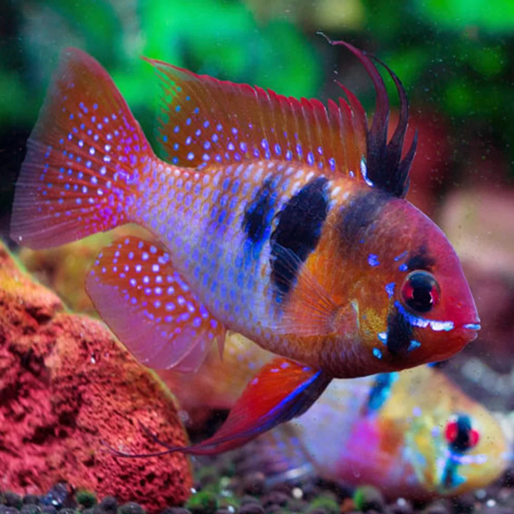 Super Red Blue Rams