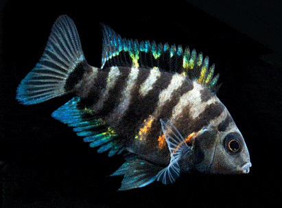 XL Convict Cichlid 10cm