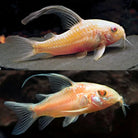 Corydoras Albino Long Fin