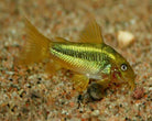 Corydoras Peru Neon Gold Stripe