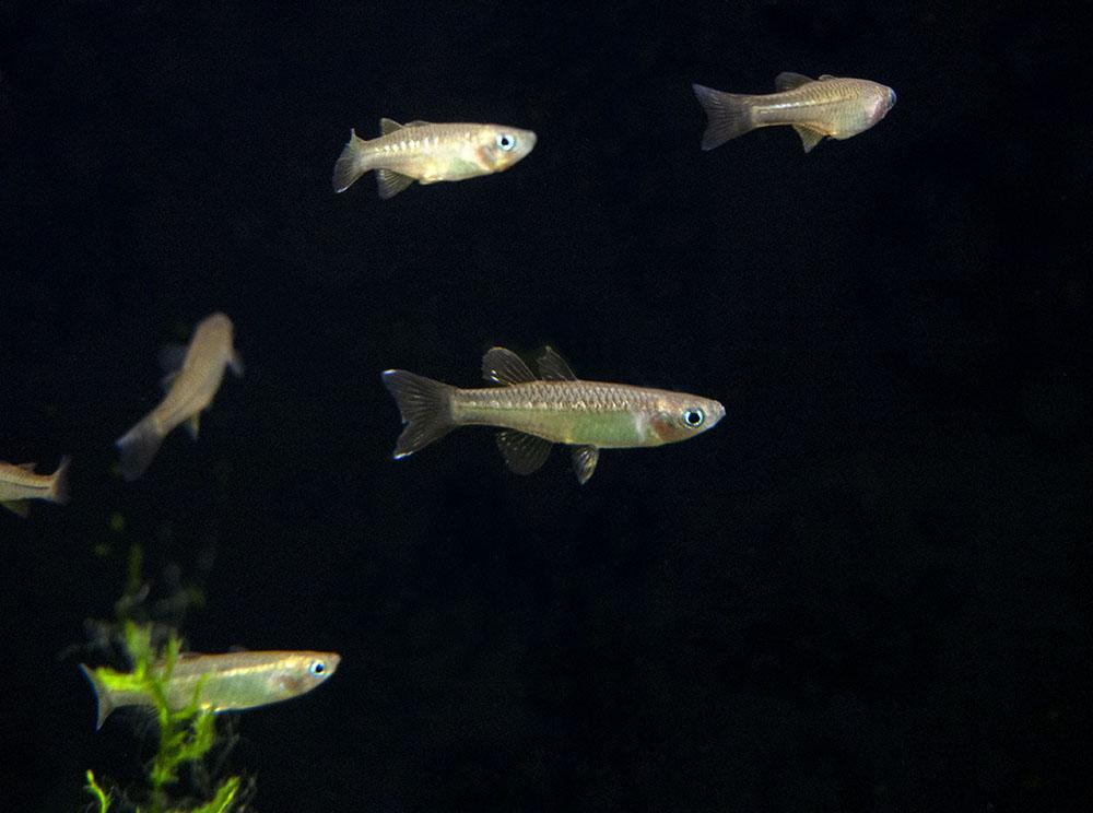 Delicate Blue-eye Rainbow