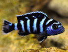Tropheus Demasoni