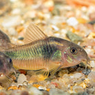Corydoras Bronze 3 cm - Nature Aquariums