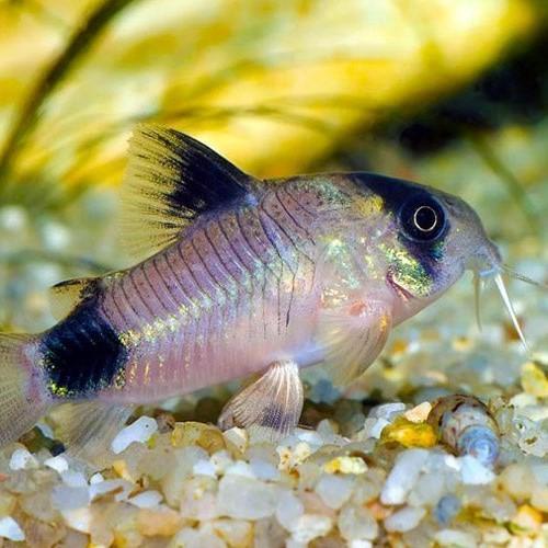 Corydoras Panda 3.5 cm - Nature Aquariums