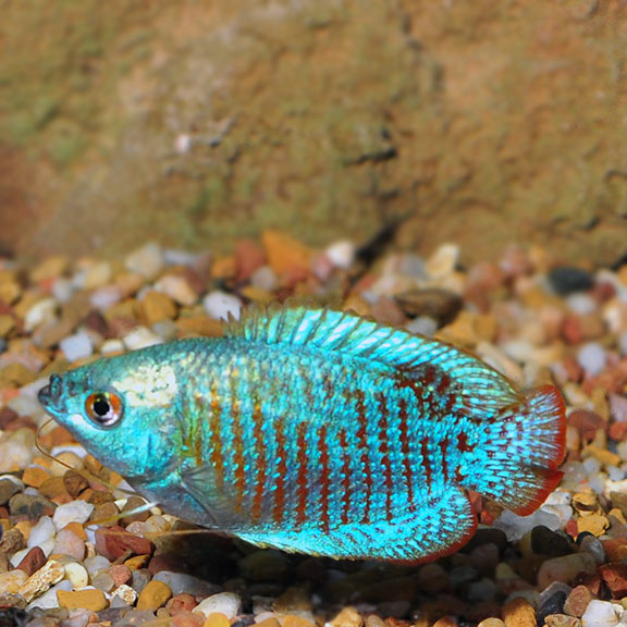 Gourami 5Cm