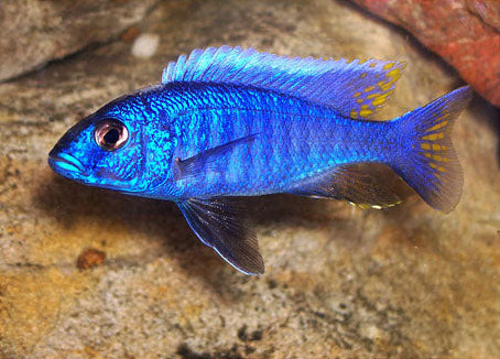 Electric Blue Iceberg Cichlid
