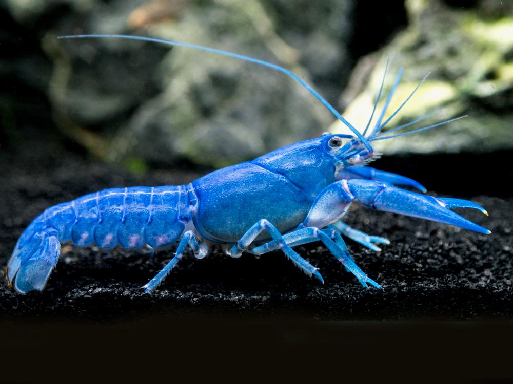 Small Electric Blue Yabby