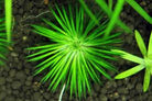 Eriocaulon Ratnagiri - Nature Aquariums