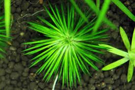 Eriocaulon Ratnagiri - Nature Aquariums