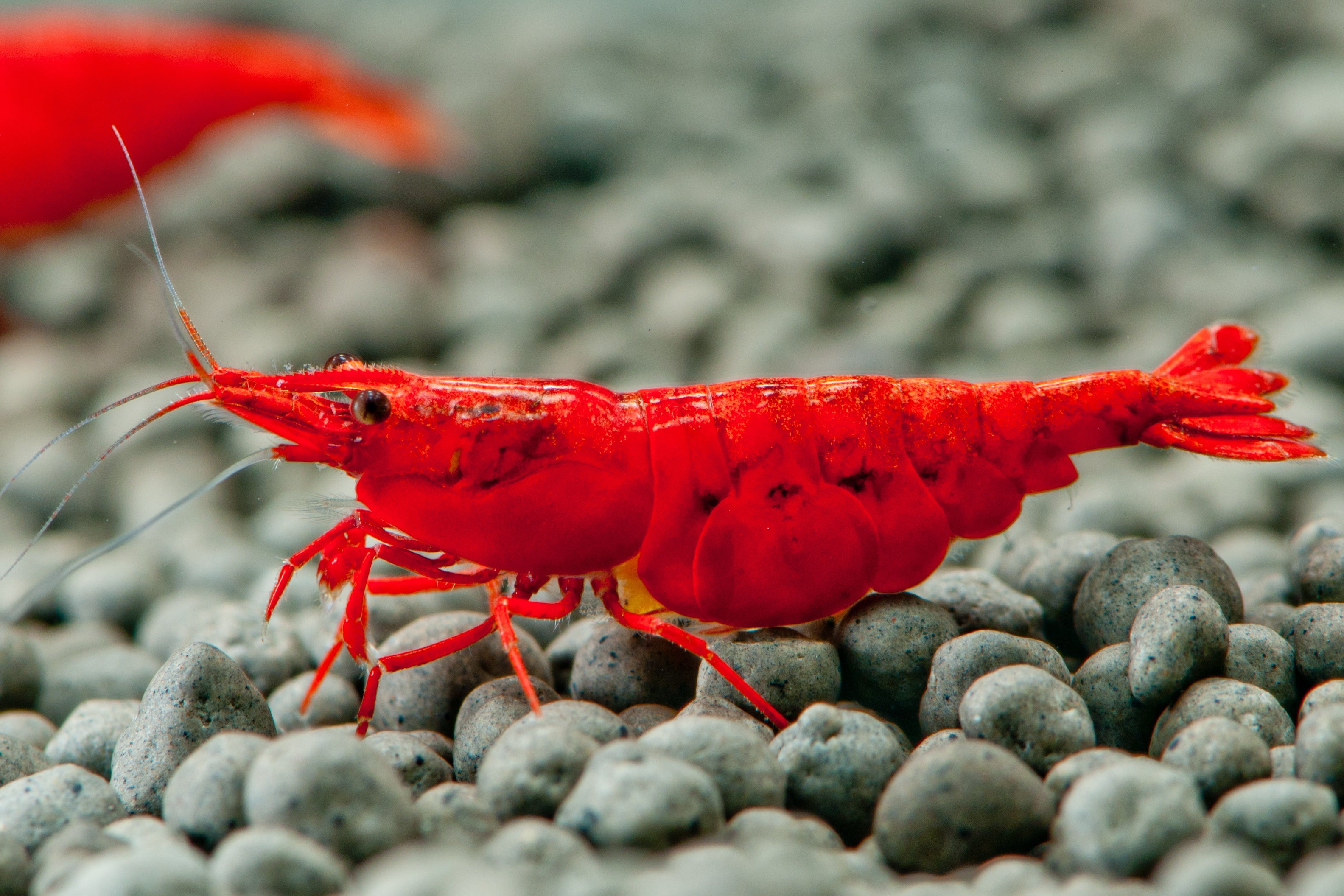 Bloody Mary Cherry Shrimp