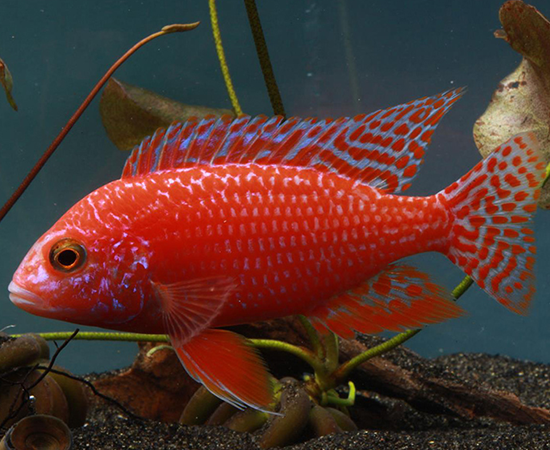 Fire Red Peacock Cichlid 7cm