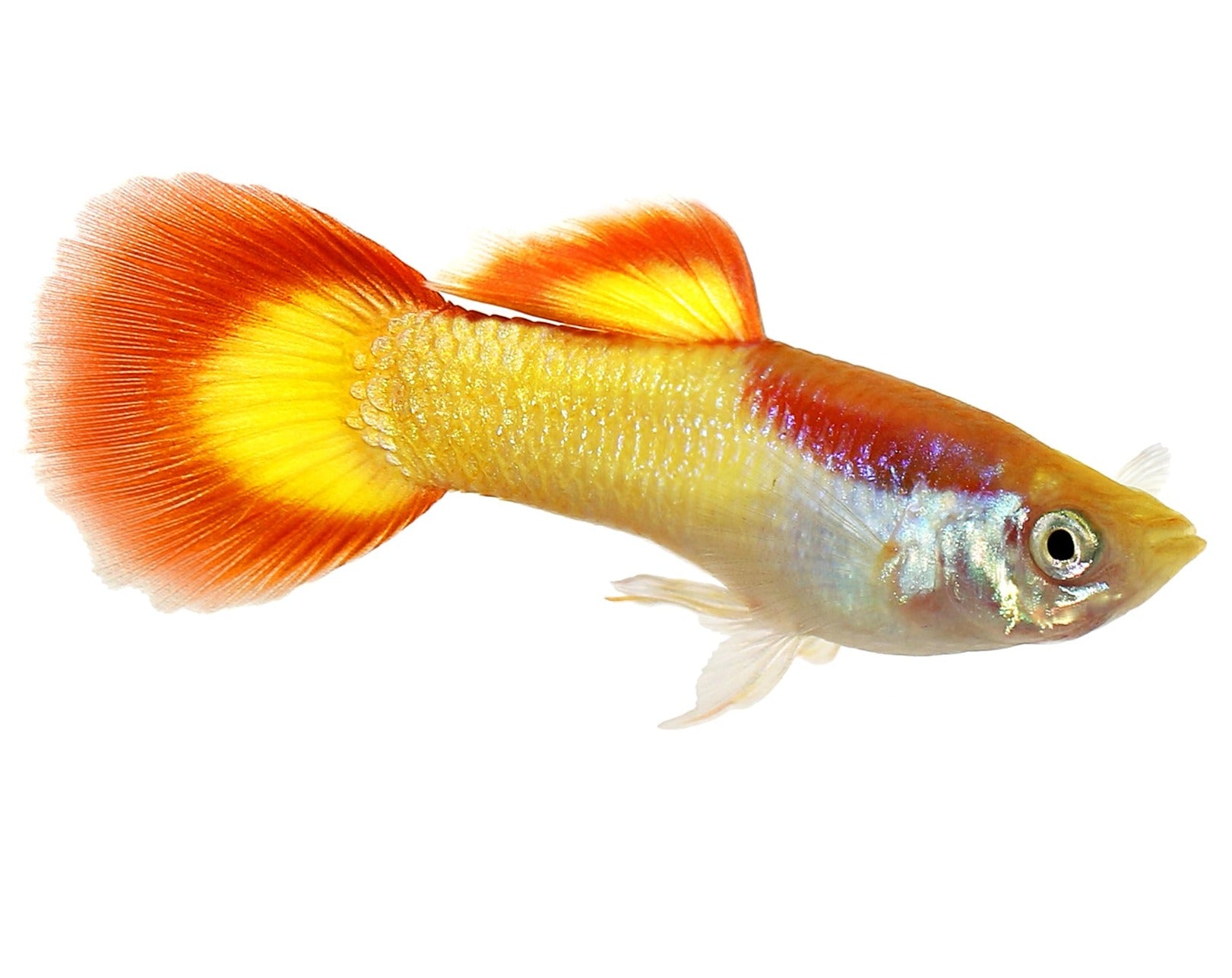 Flame Guppy Female