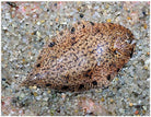 Freshwater Flounder