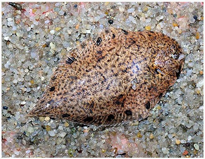 Freshwater Flounder