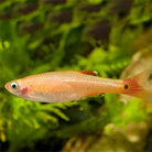 White Cloud Golden 2.5 cm - Nature Aquariums