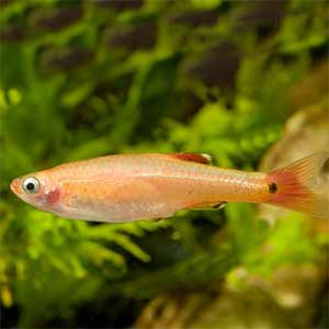 White Cloud Golden 2.5 cm - Nature Aquariums