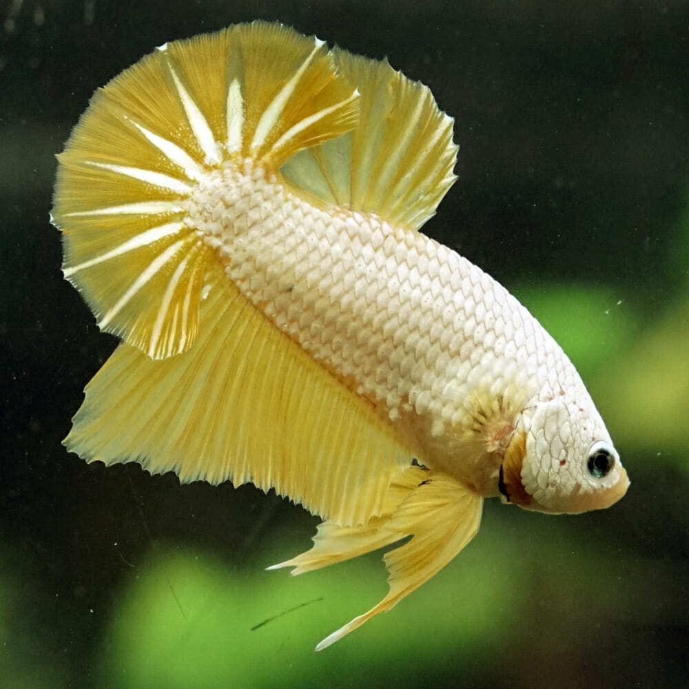Male Betta Gold Dragon