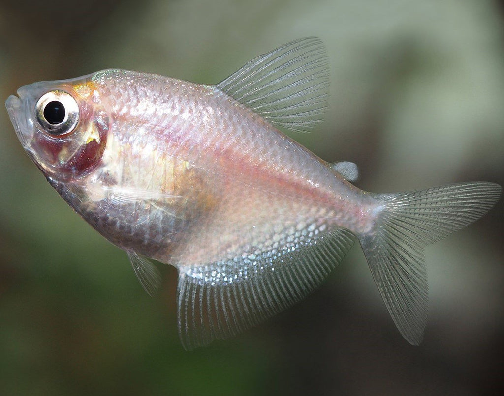 Black Widow Tetra Gold 3.5 cm - Nature Aquariums