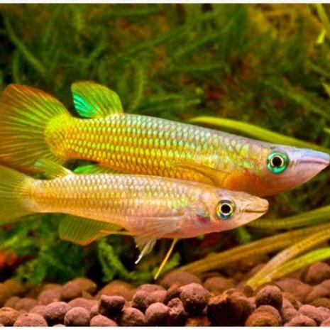 Panchax