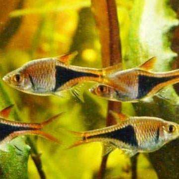 Harlequin Rasbora 3.0+ cm - Nature Aquariums