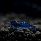 Blue Cherry Shrimp - A Grade