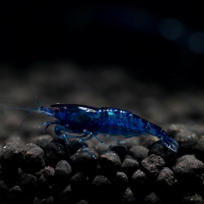 Blue Cherry Shrimp - A Grade