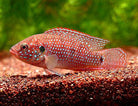 Jewel Cichlid Red Forest