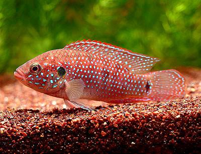 Jewel Cichlid Red Forest