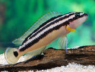 Julidochromis Ornatus 4 Cm