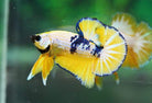 Male Betta HMPK Koi Yellow
