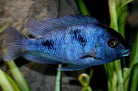 Blue Dolphin Cichlid 10cm