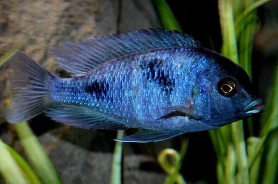 Blue Dolphin Cichlid 10cm