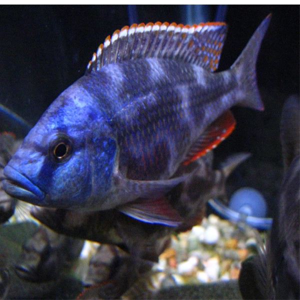 Livingstoni Cichlid