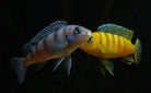 Maylandia lombardoi 5cm