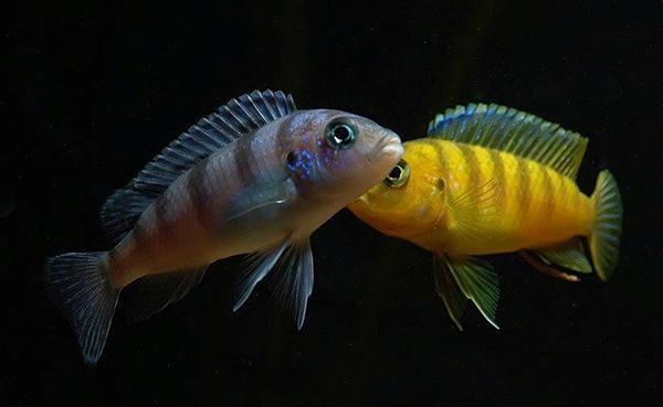 Maylandia lombardoi 5cm