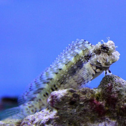 Lawnmower Blenny Nature Aquariums