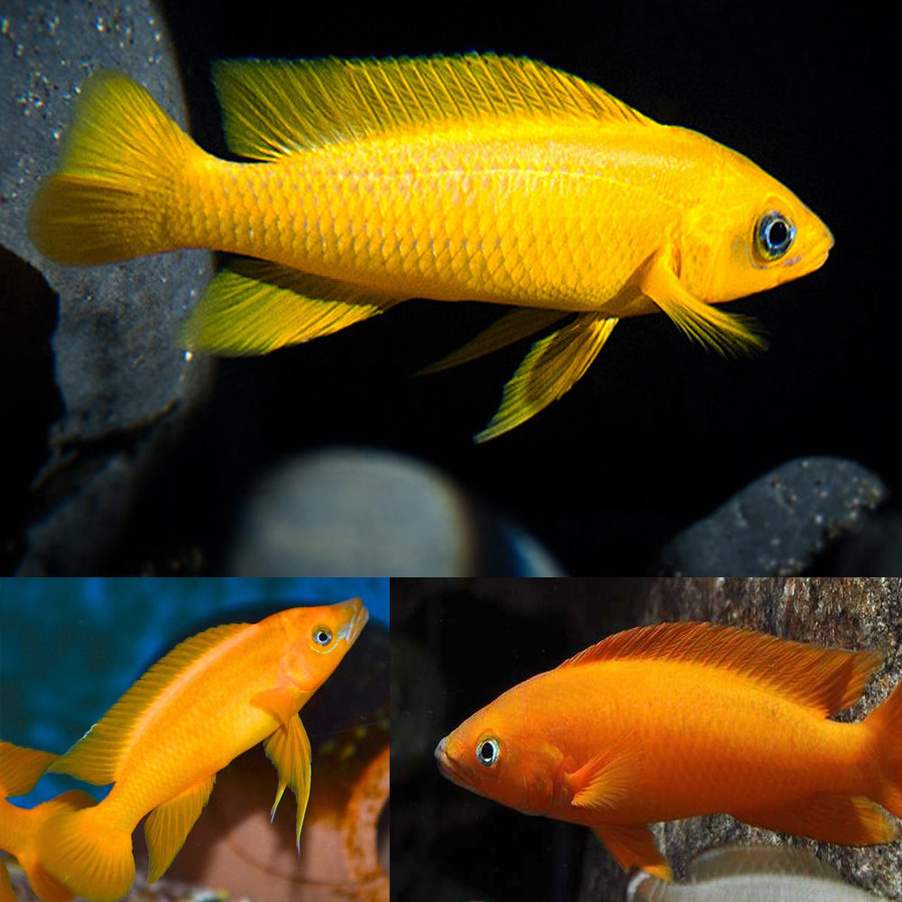Leleupi Cichlid