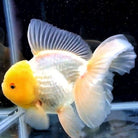 Lemon Cap Oranda 12cm