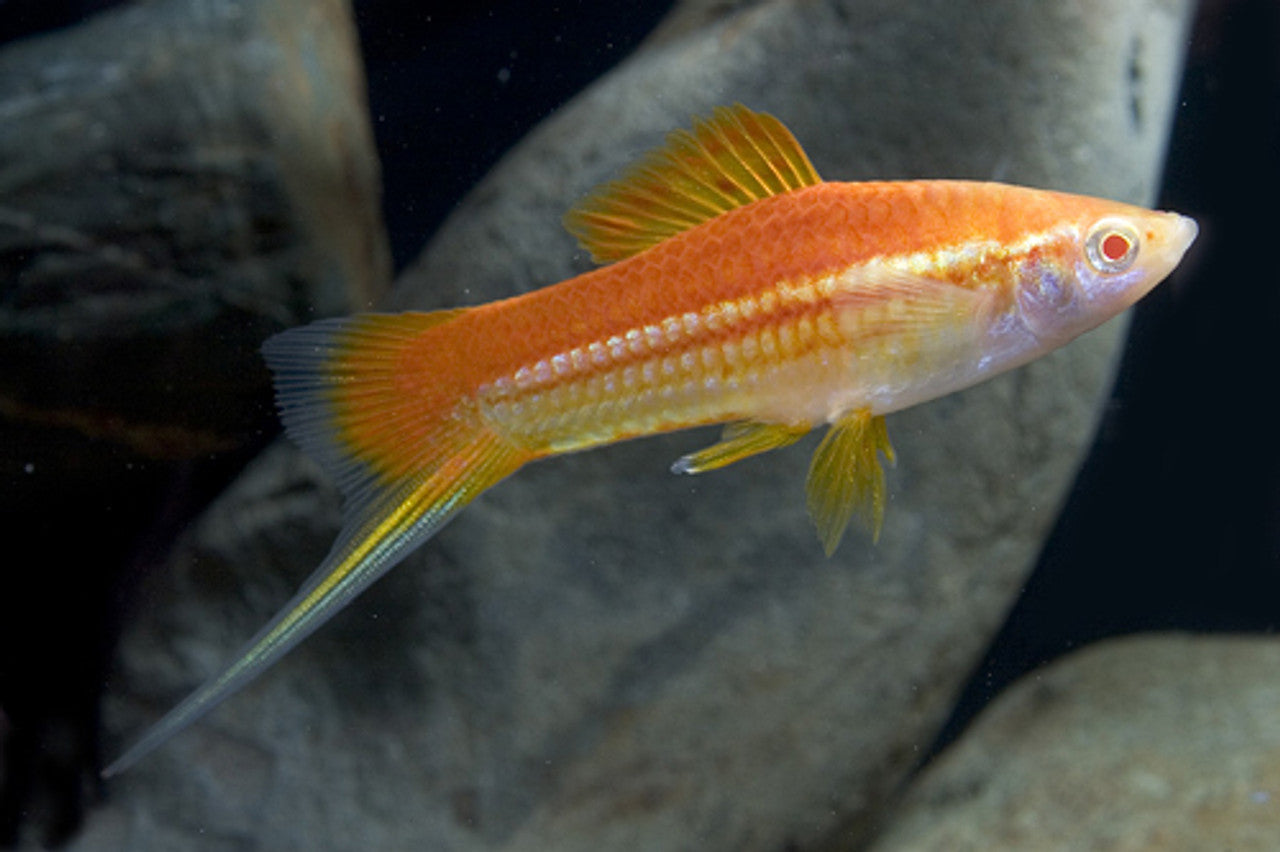 Lemon Swordtail
