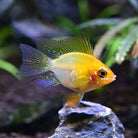 Longfin Gold Balloon Ram