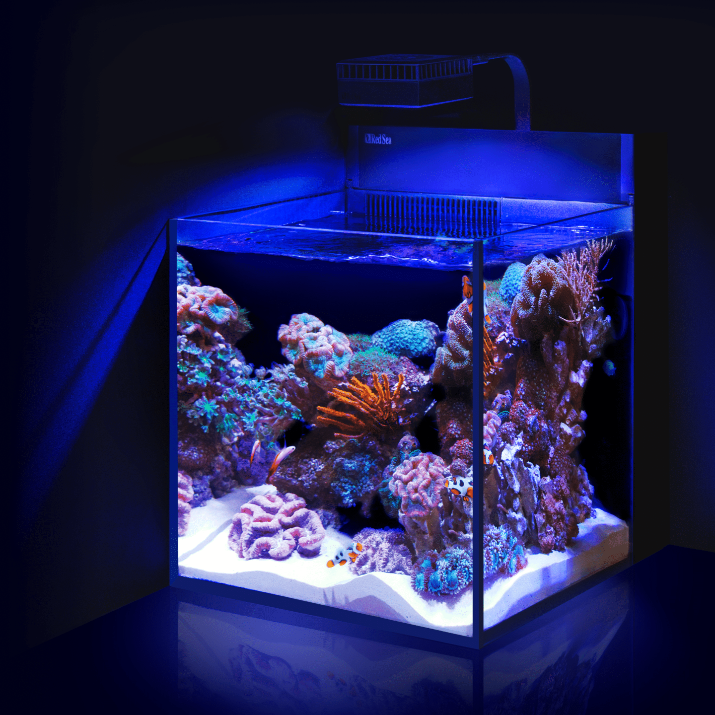 Reef aquarium discount
