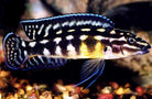 Julidochromis Marleri