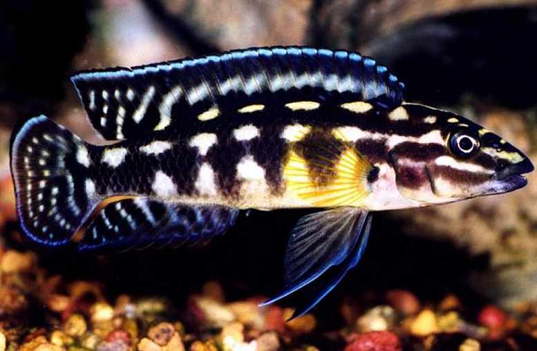 Julidochromis Marleri