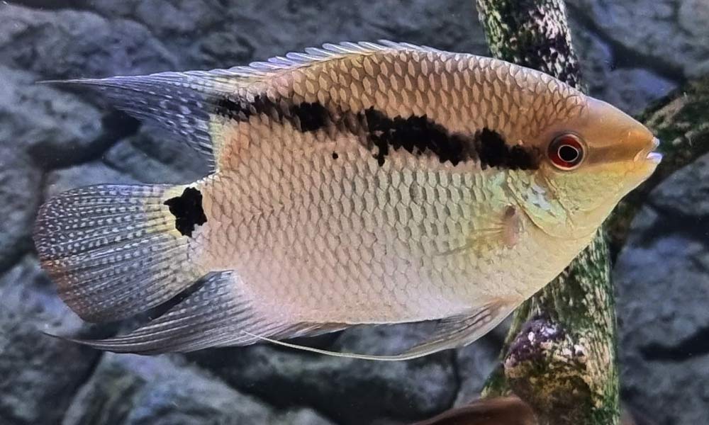 Wild Peru Festivum Cichlid