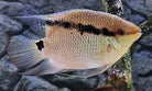 Wild Peru Festivum Cichlid