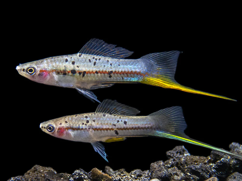Montezuma Swordtail 5cm